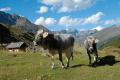 Kühe auf der Alm