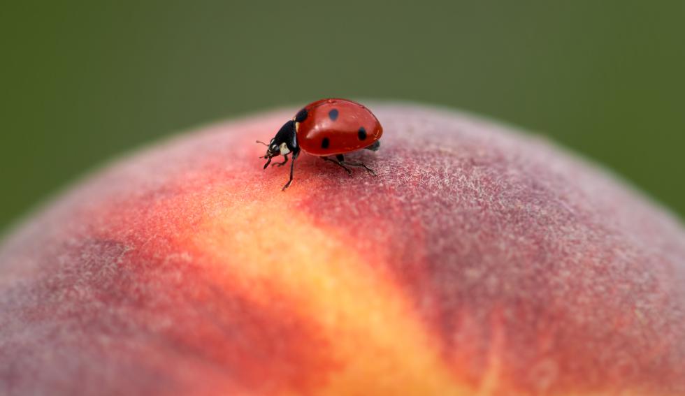 Coccinella