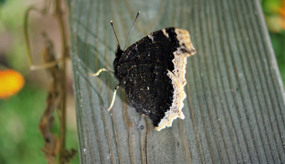 Schmetterling 