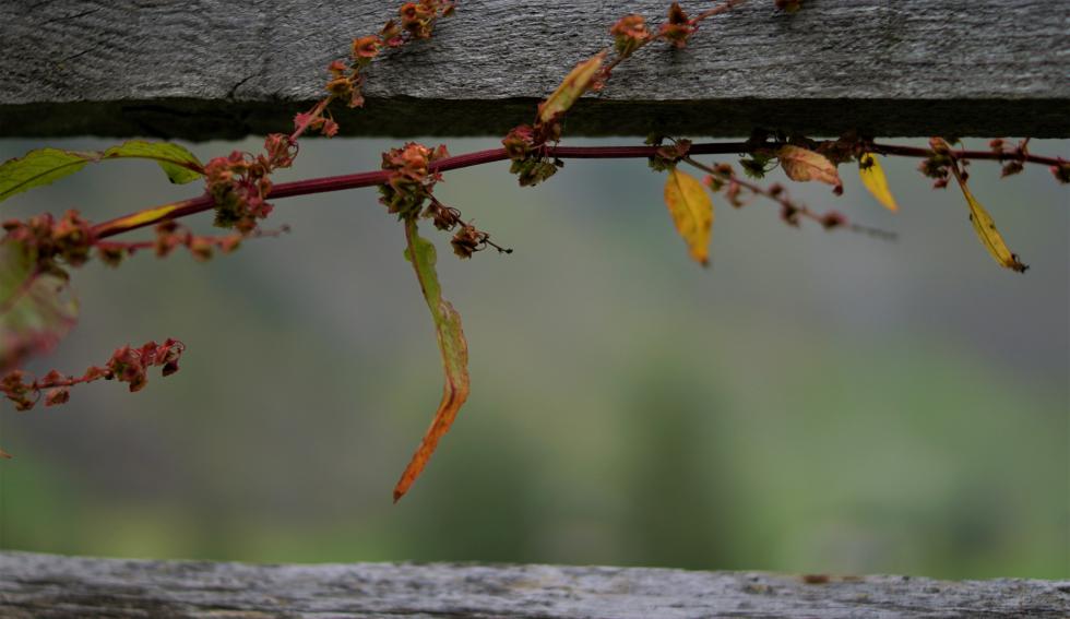 Herbstimpressionen 