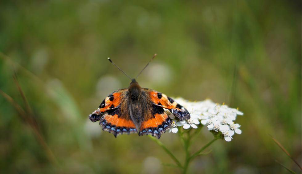 Schmetterling